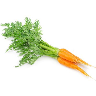 Carrot Early Nantes II Vegetable Seeds (approx. 5000 seeds) by Jamieson Brothers