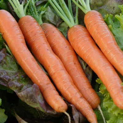 Carrot 'F1 Napoli' Plants - 8 Pack - Easy Planting