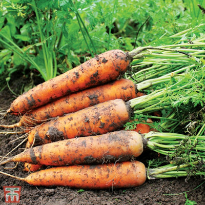 Carrot F1 Resistafly 1 Seed Packet (350 Seeds)
