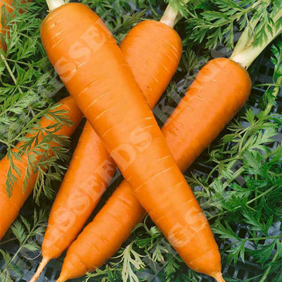 Carrot Flakee (Flak) by Kings Seeds