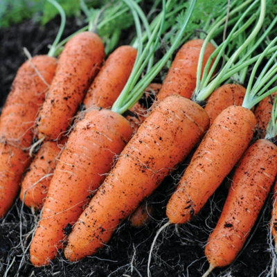 Carrot Flyaway F1 Hybrid 1 Seed Packet (400 Seeds)