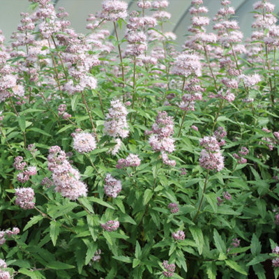 Caryopteris Stephi - Pale Pink Flowers, Hardy, Low Maintenance (20-30cm ...
