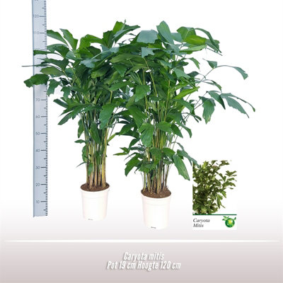 Caryota Mitis, 19cm Pot Size, 120cm Tall, Fishtail palm, Indoor Houseplant