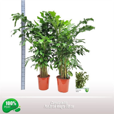 Caryota Mitis, 31cm Pot Size, 170cm Tall, Fishtail Palm, Indoor Houseplant