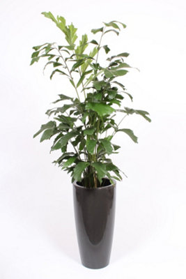 Caryota Mitis Kunststof Santor, 33cm Pot Size, 160cm Tall, Fishtail Palm, Indoor Houseplant