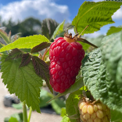 Cascade Delight Raspberry (Rubus) Tree - 7Ltr Potted