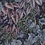 Cascading Gardens Wallpaper Collection Plum Holden 91362