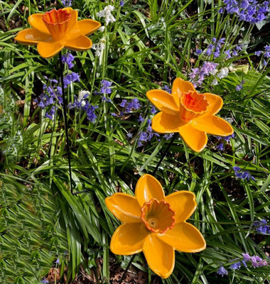 Cast Iron Daffodil Bird Feeder Flower Dish (Set of 3)