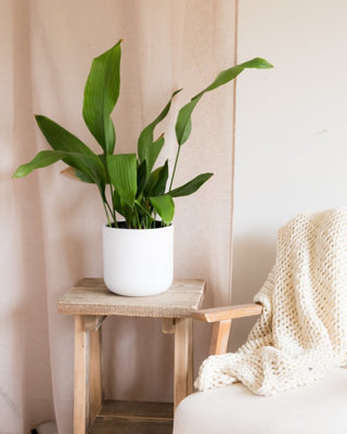 drought tolerant indoor plants Golden Pothos Drought Tolerant House Plant – ShopUrbanFarmgirlsCo main image 0