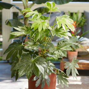 Caster Oil Plant Fatsia japonica Spider's Web in a 9cm Pot Grown Your Own Caster Oil Plant in Gardens Perfect for Pots