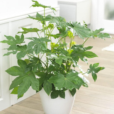 Castor Oil Plant Seed 1 Seed Packet (10 Seeds)