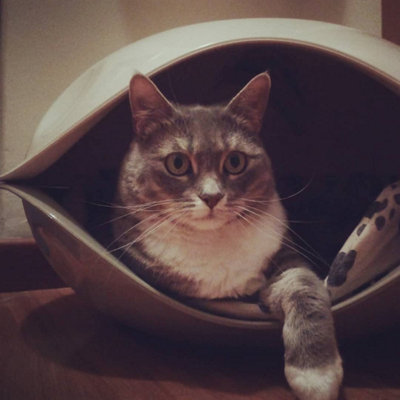 CAT CENTRE Comfortable Pet Duck Basket Style House Green