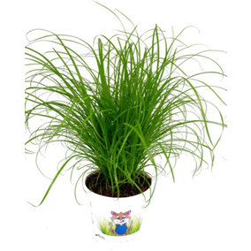 Cat Grass Cyperus Zumula Plant
