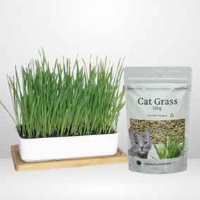 Cat Grass Seed with Ceramic Bowl and Bamboo Tray