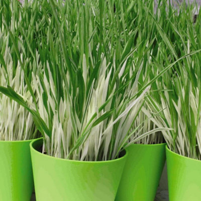 Cat Grass Seeds 1 Seed Packet (100 seeds)