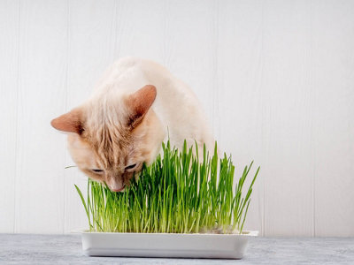 Cat Grass Seeds (Approx. 60 seeds) - By Jamieson Brothers - 3