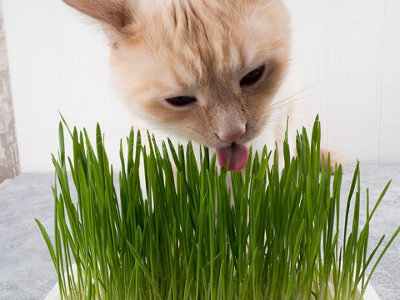 Cat Grass Seeds (Approx. 60 seeds) - By Jamieson Brothers - 4