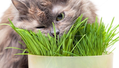 Cat Grass Seeds (Approx. 60 seeds) - By Jamieson Brothers - 6