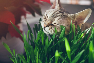 Cat Grass Seeds (Approx. 60 seeds) - By Jamieson Brothers - 7