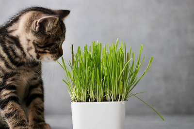 Cat Grass Seeds (Approx. 60 seeds) - By Jamieson Brothers - 8