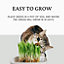 Cat Grass Seeds - Grow your Own - Oats - 150g
