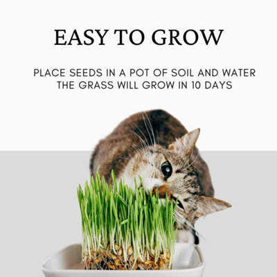 Chewy cat grass sale