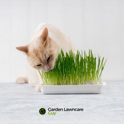 Curated visual reference: Visual Reference: Cat Grass Seeds Grow Your Own Oats