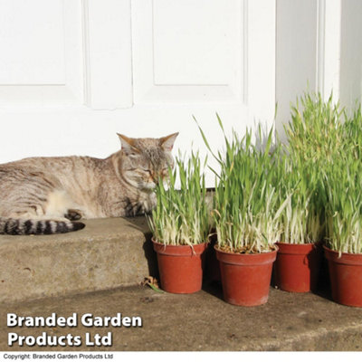 Cat grass Tabby (Hordeum vulgarie varigated) 1 Seed Packet (100 Seeds)