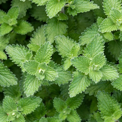 Catnip Lemon Herb Plant - Lemon Scent, Compact, Easy to Grow (5-15cm Height Including Pot)
