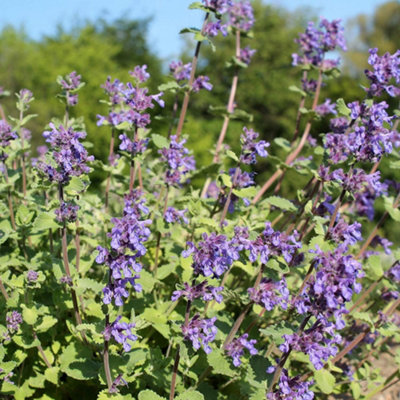 Catnip Lemon Herb Plant - Lemon Scent, Compact, Easy to Grow (5-15cm Height Including Pot)