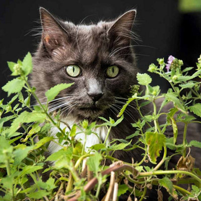 Catnip Lemon Herb Plant - Lemon Scent, Compact, Easy to Grow (5-15cm Height Including Pot)