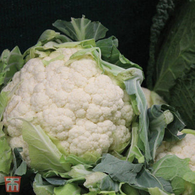 Cauliflower All The Year Round 1 Seed Packet (150 Seeds) - 3