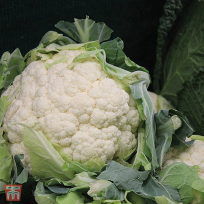 Cauliflower All The Year Round 1 Seed Packet (200 Seeds)