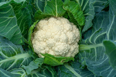Cauliflower All Year Round Vegetable Seeds (Approx. 240 seeds) by Jamieson Brothers - 3