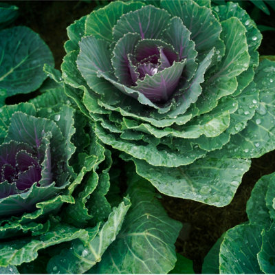Cauliflower Autumn Giant Vegetable Seeds (Approx. 90 seeds) by Jamieson Brothers - 3