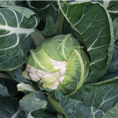 Cauliflower Autumn Giant Vegetable Seeds (Approx. 90 seeds) by Jamieson Brothers - 4