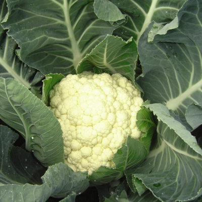 Cauliflower Boris F1 Hybrid 1 Seed Packet (15 Seeds)