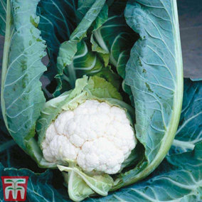 Cauliflower Clapton 20 PostiPlug Plants