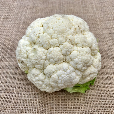 Cauliflower Snowball X Vegetable Seeds (approx. 300 seeds) by Jamieson Brothers - 3