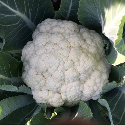 Cauliflower Snowball X Vegetable Seeds (approx. 300 seeds) by Jamieson Brothers