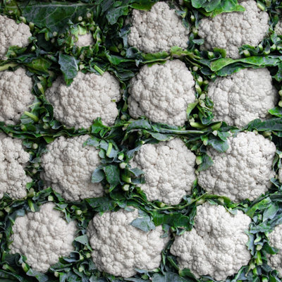 Cauliflower Snowball X Vegetable Seeds (approx. 300 seeds) by Jamieson Brothers - 6