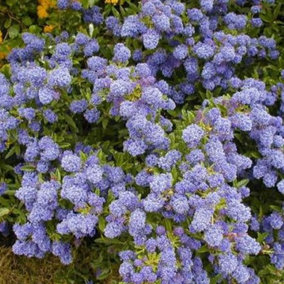 Ceanothus Autumnal Blue - Outdoor Flowering Shrub, Ideal for UK Gardens, Compact Size (15-30cm Height Including Pot)