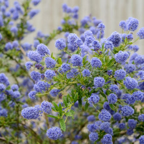 Ceanothus 'Blue Diamond' - 2 Plants - Californian Lilac Evergreen Shrub - Great for Hedging