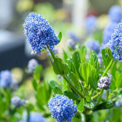 Ceanothus 'Blue Diamond' - 2 Plants - Californian Lilac Evergreen Shrub - Great for Hedging - 3