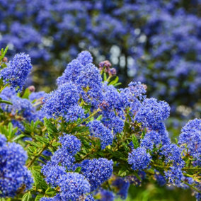 Ceanothus 'Blue Diamond' - 3 Plants - Californian Lilac Evergreen Shrub - Great for Hedging