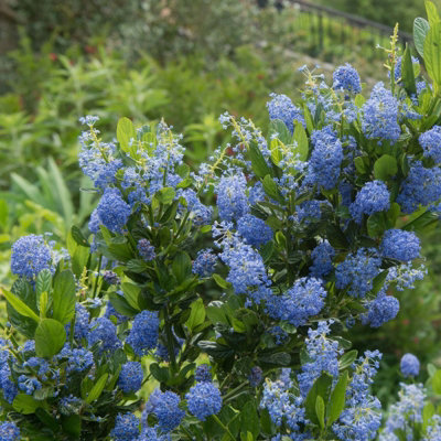 Ceanothus 'Blue Diamond' - 3 Plants - Californian Lilac Evergreen Shrub - Great for Hedging - 3
