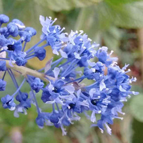 Ceanothus Blue Sapphire - Blue Flowers, Evergreen, California Lilac, Hardy (20-30cm Height Including Pot)