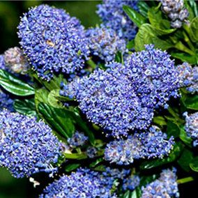 Ceanothus Burkwoodii - Outdoor Flowering Shrub, Ideal for UK Gardens, Compact Size (15-30cm Height Including Pot)