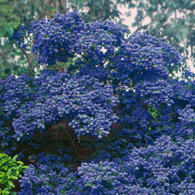 Ceanothus Concha - Outdoor Flowering Shrub, Ideal for UK Gardens ...