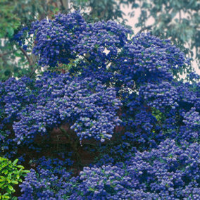 Ceanothus Concha - Outdoor Flowering Shrub, Ideal for UK Gardens, Compact Size (15-30cm Height Including Pot)